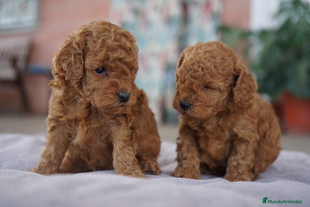 Caniche Toy perros en venta: ❤️ Atom y Solana – Caniches toy rojos  🐾 - Imagen 9