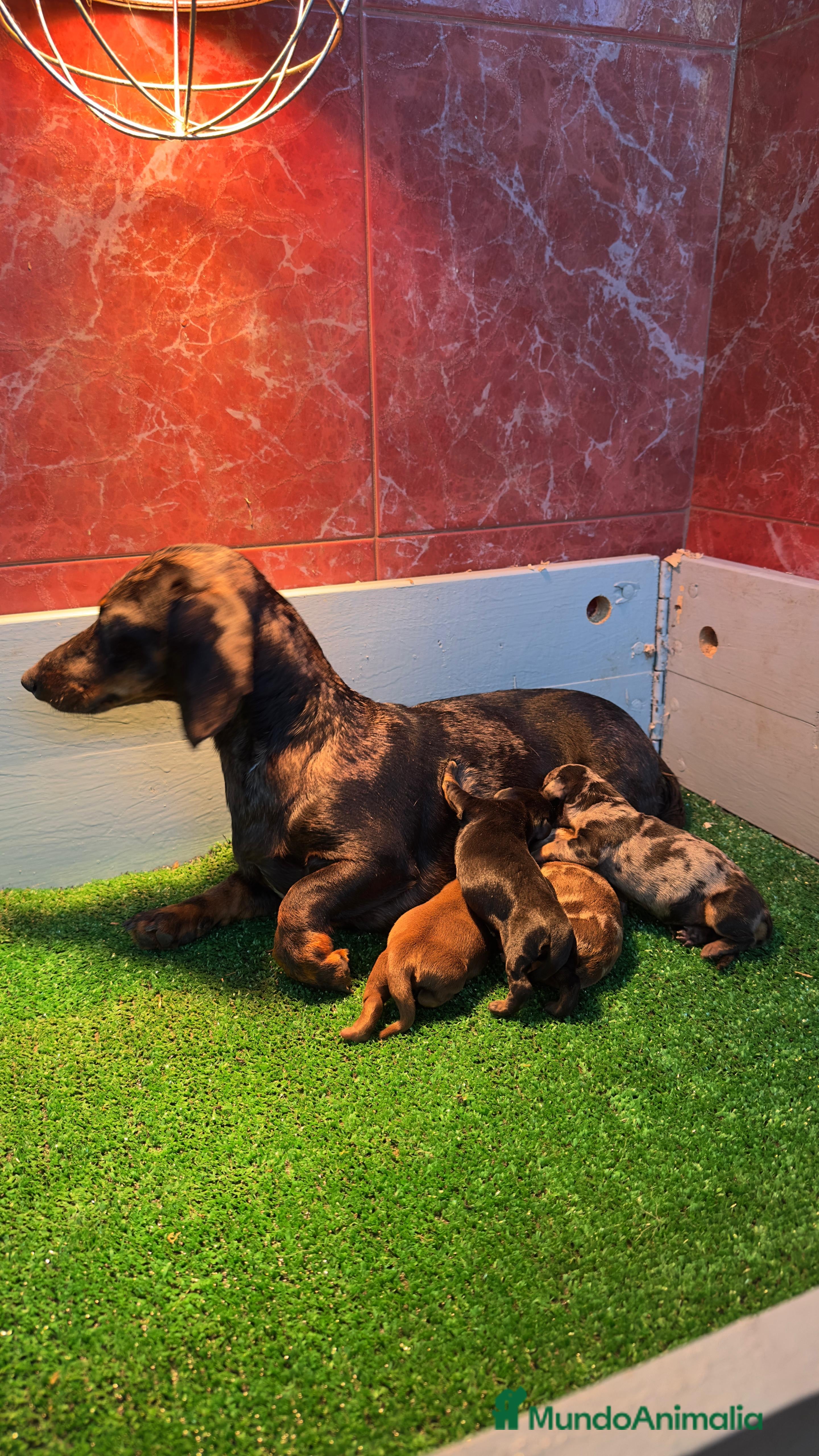 Teckel Miniatura perros Teckel mini chocolate  - Anuncio 29