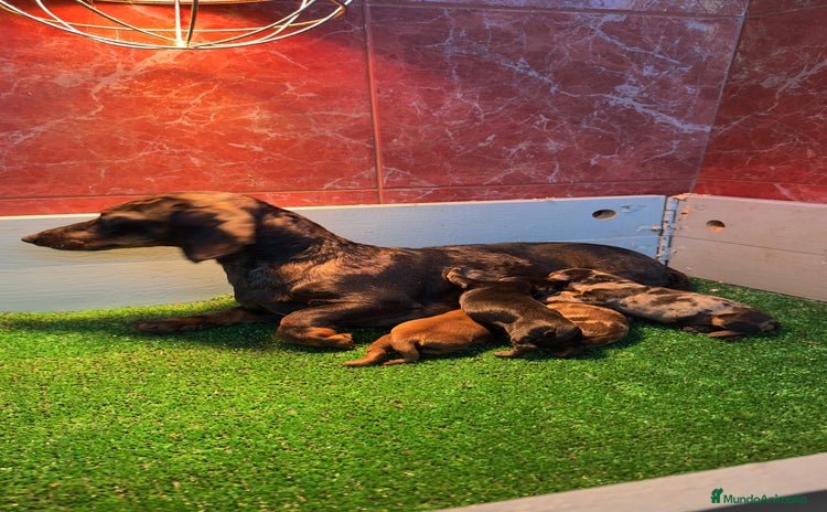 Teckel Miniatura perros Teckel mini chocolate  - Anuncio 1