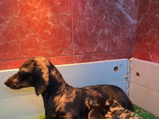 Teckel Miniatura perros Teckel mini chocolate - Anuncio 1