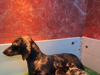 Teckel Miniatura perros Teckel mini chocolate - Anuncio 14