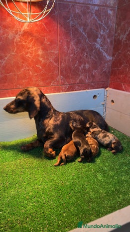 Teckel Miniatura perros Teckel mini chocolate - Anuncio 1