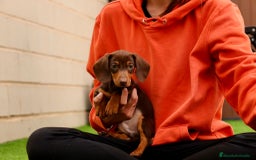 Teckel Miniatura perros en venta: Teckel chocolate miniatura  - Imagen 1