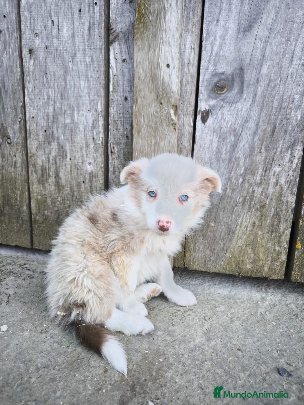 Border Collie perros Cachorros border collie varios colores! - Anuncio 1