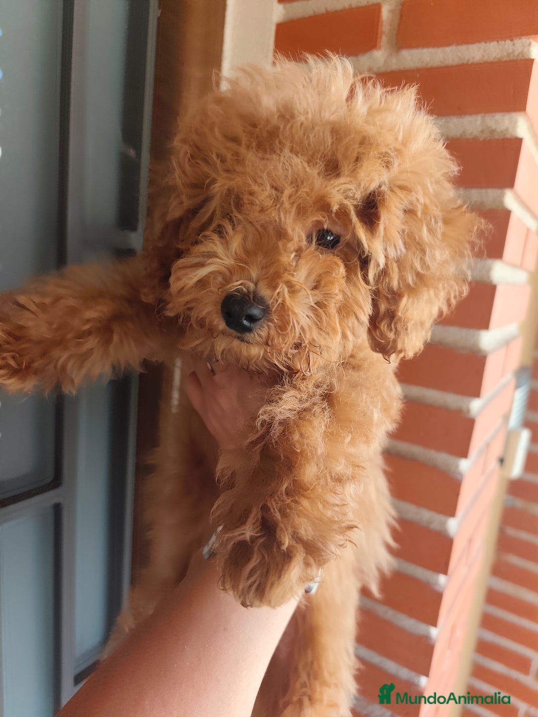 Caniche Toy perros en venta: Benny de PraoToro  - Imagen 3