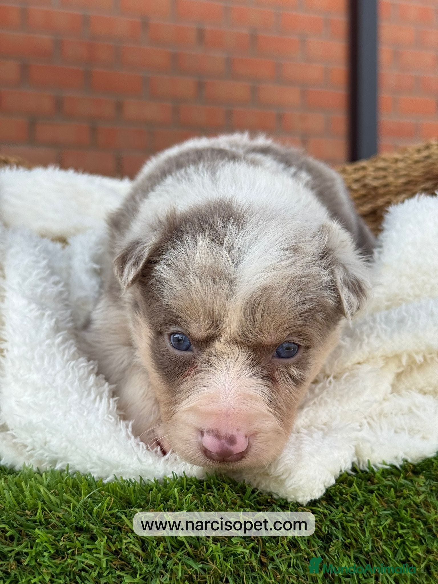 Border Collie perros en venta: BORDER COLLIE LILAC MERLE - Anuncio 5