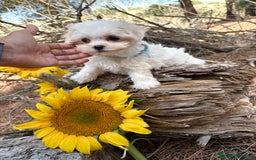 Bichón Maltés perros en venta: Bichon maltés excelentes cachorros  - Imagen 2
