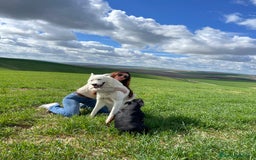 Raza Mixta perros en venta: Husky Siberiano y Lobo Artico - Imagen 5