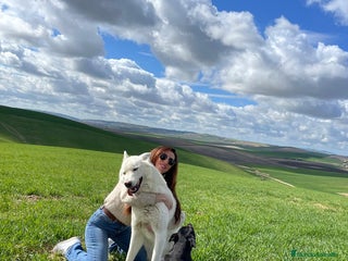 Raza Mixta perros - Anuncio 27