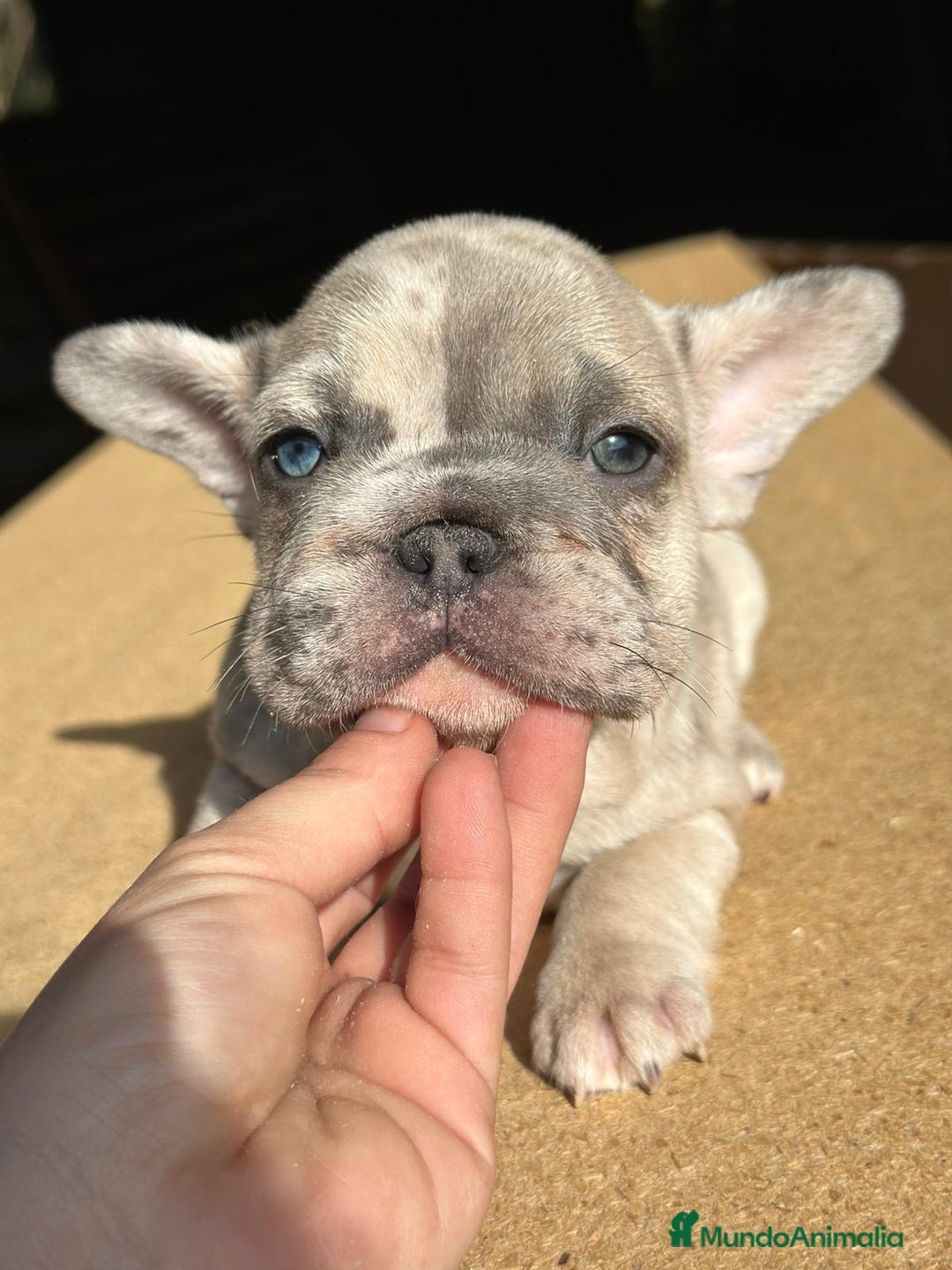 Bulldog Francés perros en venta: Bulldog francés big rope - Anuncio 3