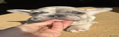Bulldog Francés Cachorro 1