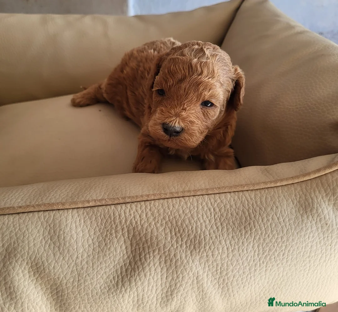 Raza Mixta perros en venta: Caniches espectaculares - Anuncio 5