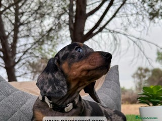 Teckel perros en Asturias - Anuncio 18