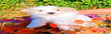 Maltipoo 3