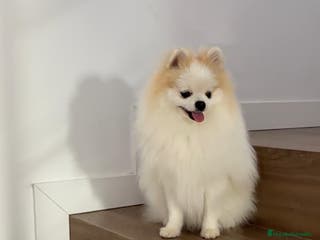 Pomerania perros Pomerania TOY Macho Línea Rusa - Anuncio 9