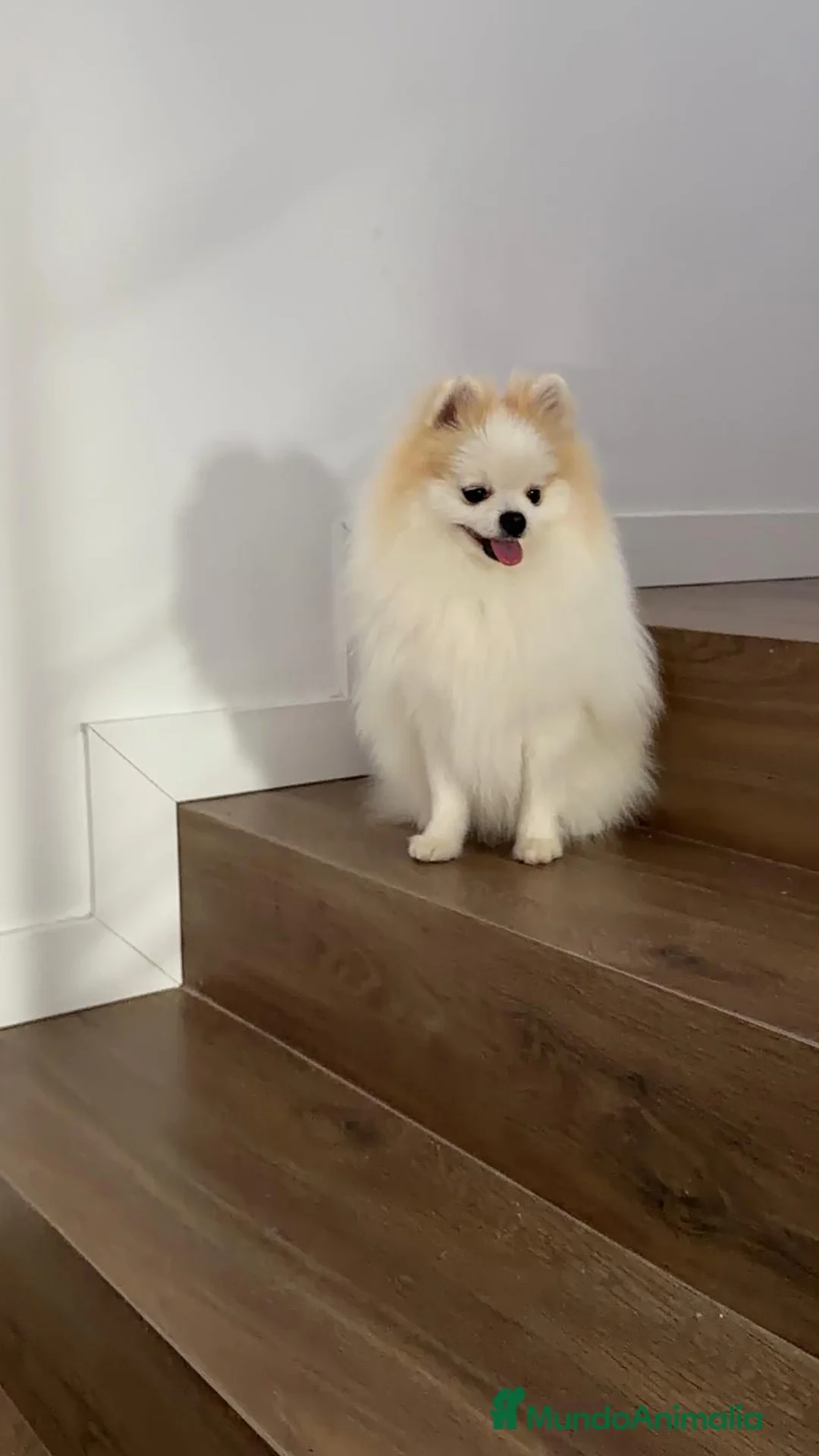 Pomerania perros en venta: Pomerania TOY Macho Línea Rusa  - Anuncio 1