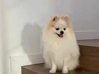 Pomerania perros Pomerania TOY Macho Línea Rusa - Anuncio 21