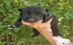 Perro Lobo Checoslovaco perros en venta: Perro lobo wolfdog  - Imagen 3