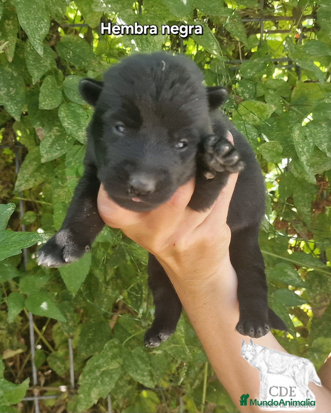 Perro Lobo Checoslovaco perros en venta: Perro lobo wolfdog  - Imagen 3