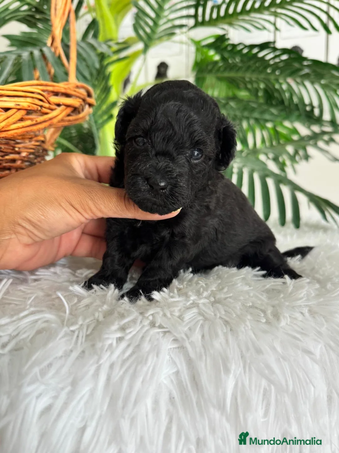 Caniche Toy perros en venta: CANICHE TOY - Anuncio 21