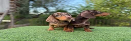 Teckel Miniatura perros en venta: Teckel miniatura pelo corto - Anuncio 1