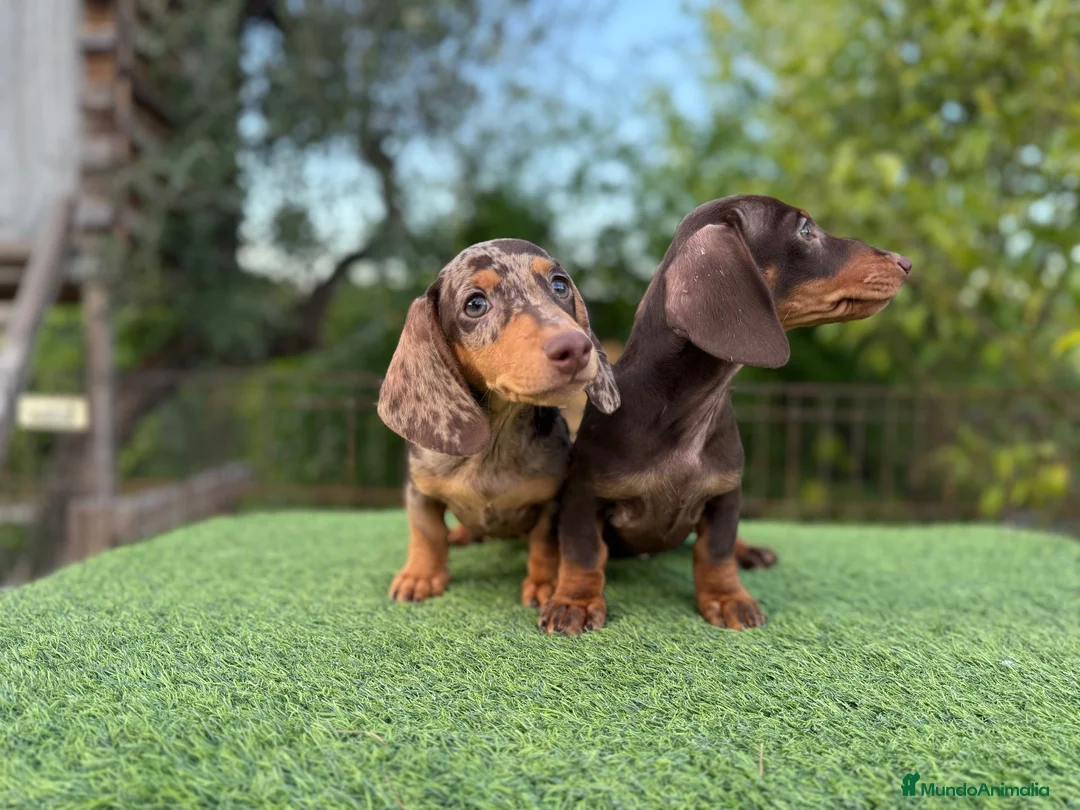 Teckel Miniatura perros en venta: Teckel miniatura pelo corto - Anuncio 1