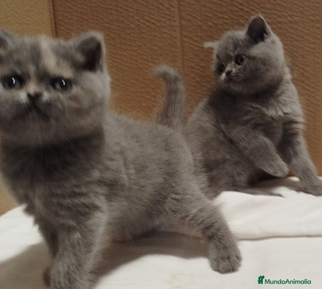 Británico de Pelo Corto gatos en venta: British Shorthair - Imagen 3