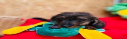 Teckel Miniatura perros en venta: Teckel Pelo Duro Miniatura - Anuncio 5