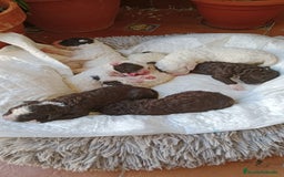 Perro de Agua Español perros en venta: Cachorritas de perro de aguas 🇪🇸 - Imagen 6