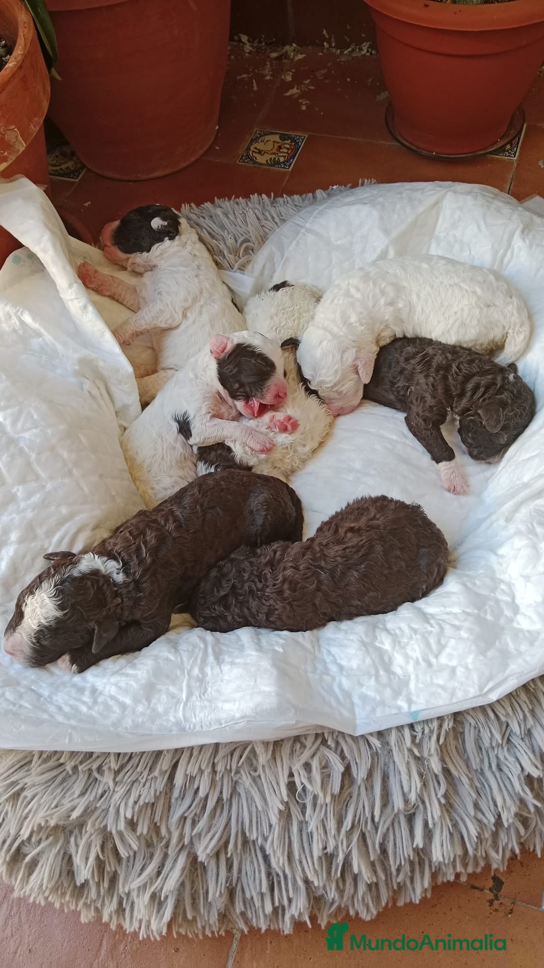 Perro de Agua Español perros en venta: Cachorritas de perro de aguas 🇪🇸 - Imagen 6