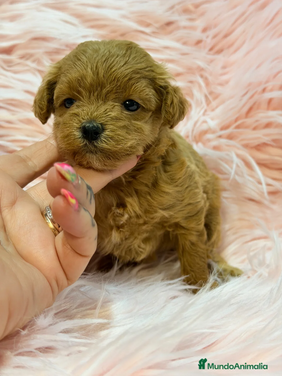 Maltipoo perros en venta: Maltipoo rojo pimentón  - Anuncio 2
