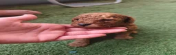 Caniche Toy perros en venta: Cachorros de caniche Toy rojos en Zaragoza - Anuncio 2
