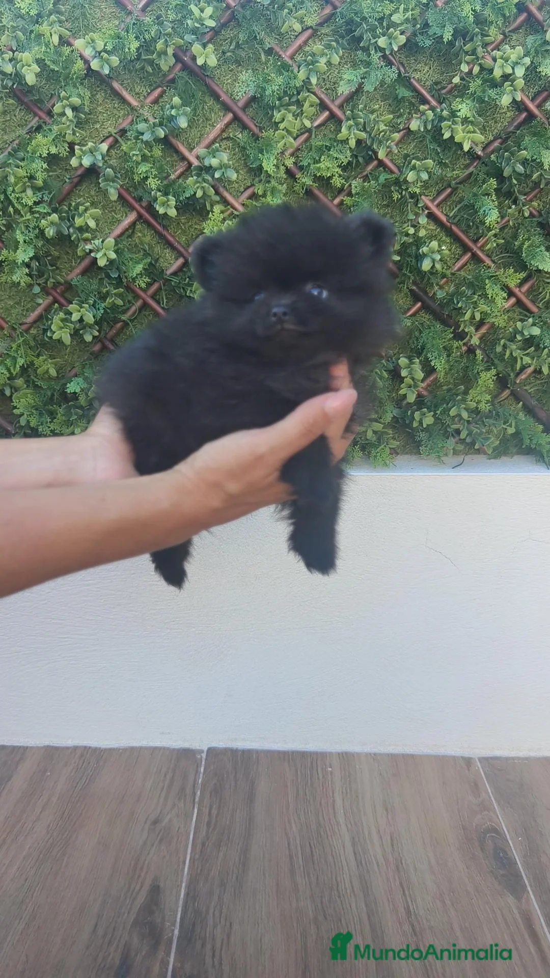Pomerania perros en venta: Pomerania TOY macho negro  - Anuncio 2