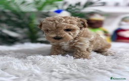 Caniche Toy perros en venta: CANICHE TOY - Anuncio 19