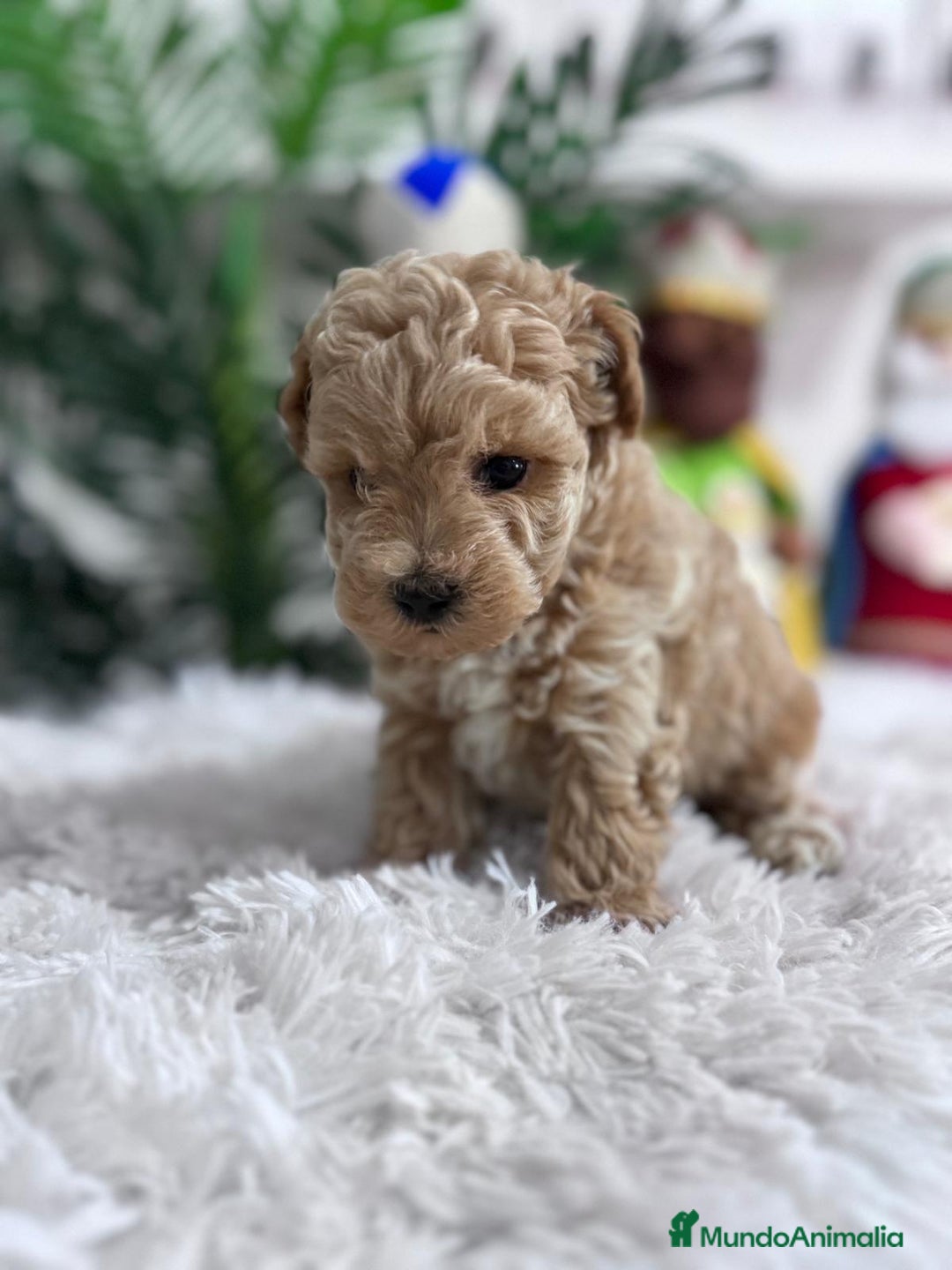 Caniche Toy perros en venta: CANICHE TOY - Anuncio 19