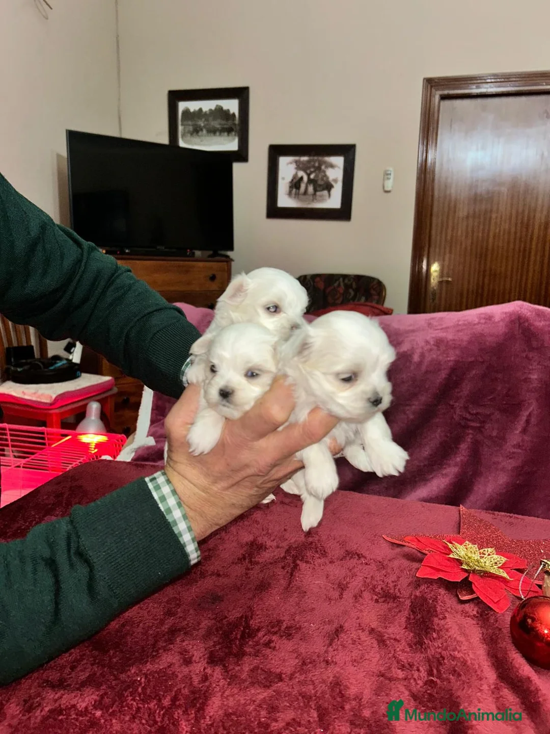 Bichón Maltés perros en venta: Bichón maltes linea americana  - Anuncio 3