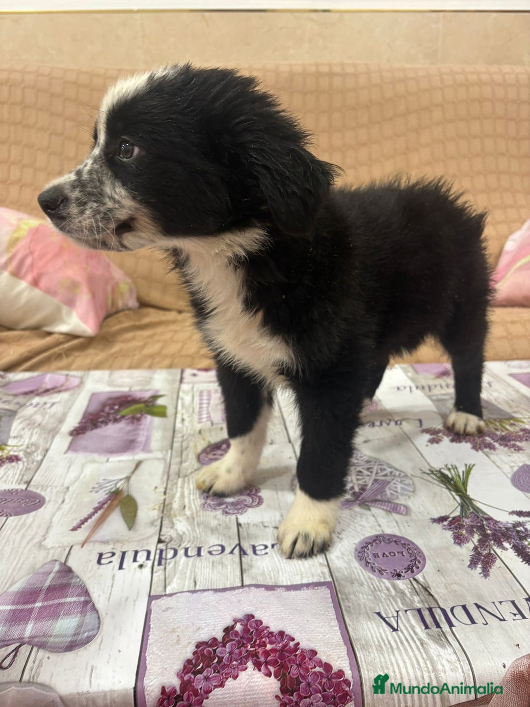 Border Collie perros en venta: Oportunidad border collie  - Imagen 6