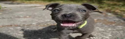 Staffordshire Bull Terrier perros en venta: Staffordshire bull terrier - Anuncio 6