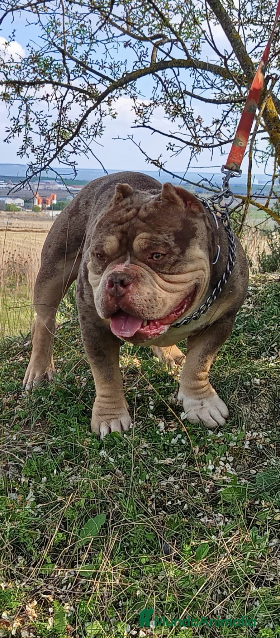 American Bully perros American Bully  - Anuncio 1