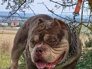 American Bully perros American Bully - Anuncio 1