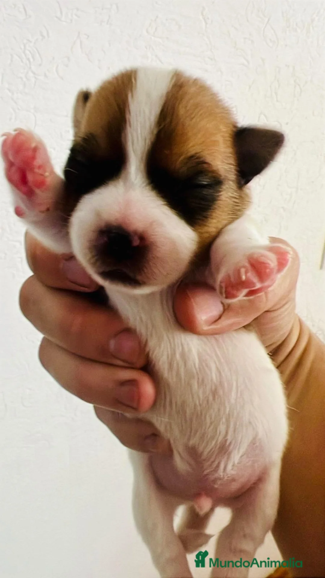 Jack Russell Terrier perros en venta: Preciosos cachorritos Jack Russell !! - Anuncio 4
