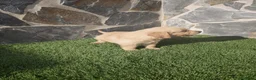Golden Retriever perros en venta: Golden Retriever  - Anuncio 3