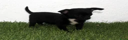 Chihuahua perros en venta: Chihuahua toy  - Anuncio 5
