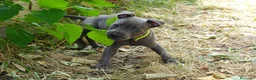 Staffordshire Bull Terrier perros en venta: Staffordshire bull terrier - Anuncio 13