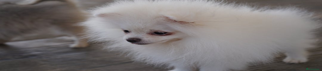 FROXTY