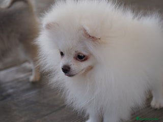 Pomerania perros - Anuncio 21