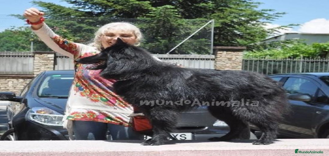 Imagen de galería {{count}}