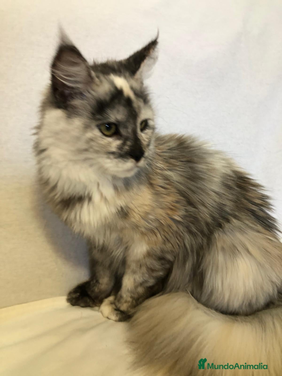 Maine Coon gatos Maine Coon Hembras - Anuncio 8