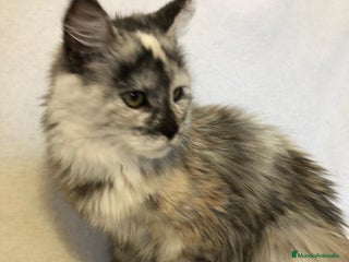 Maine Coon gatos - Anuncio 6