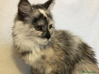 Maine Coon gatos Maine Coon Hembras - Anuncio 30